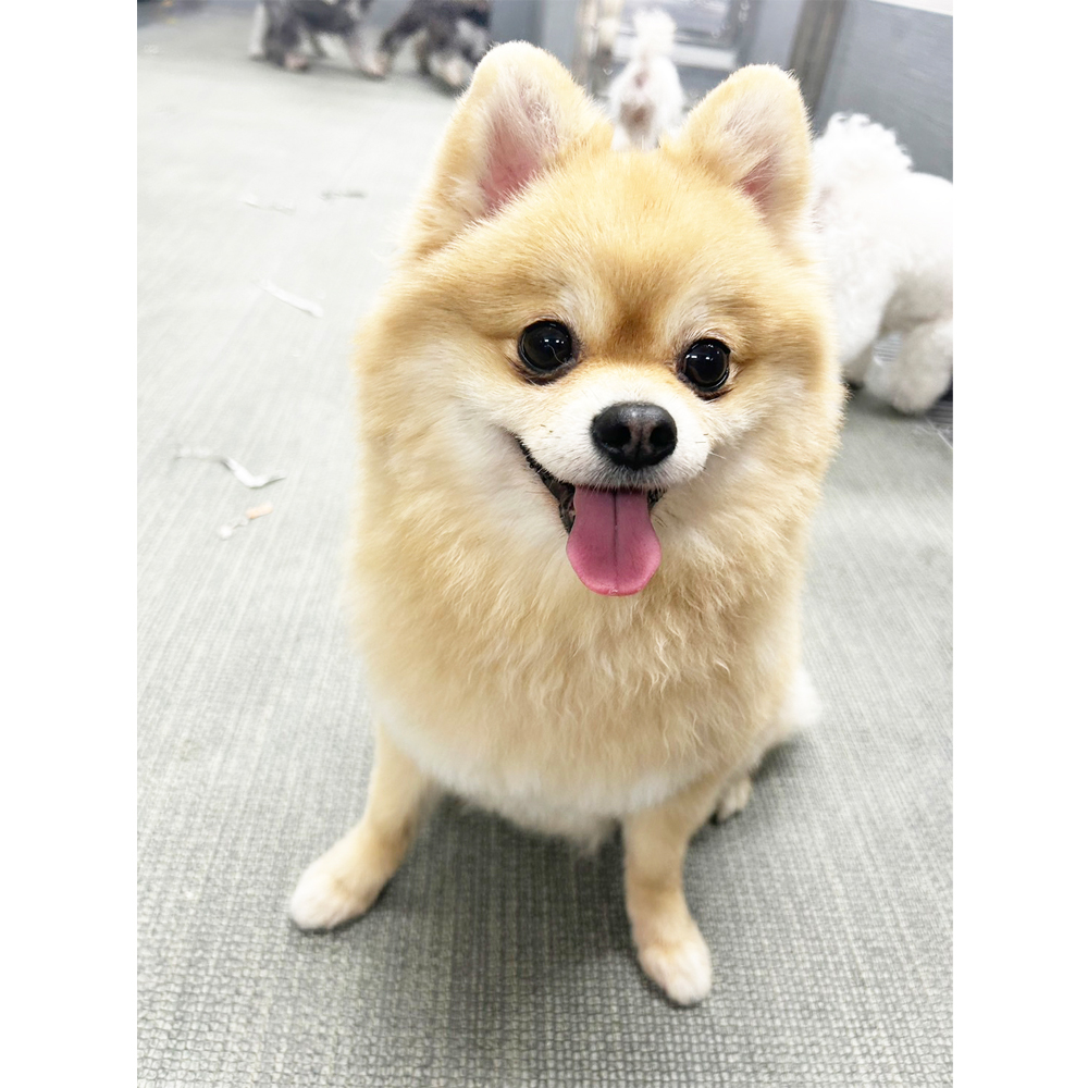 生徒が撮影したモデル犬♪
